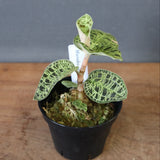 ジュエル・オーキッド 　EC1189