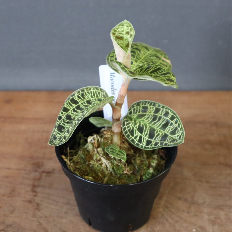 ジュエル・オーキッド 　EC1189