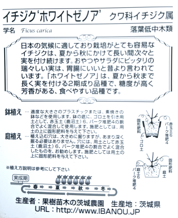 イチジク ’ホワイトゼノア’