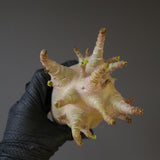 【ベアルート】A.ドワーフ EC2124