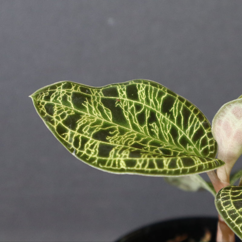 ジュエル・オーキッド 　EC1189