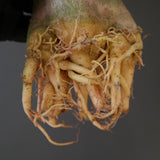 【ベアルート】A.ドワーフ EC2124