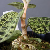 ジュエル・オーキッド 　EC1189