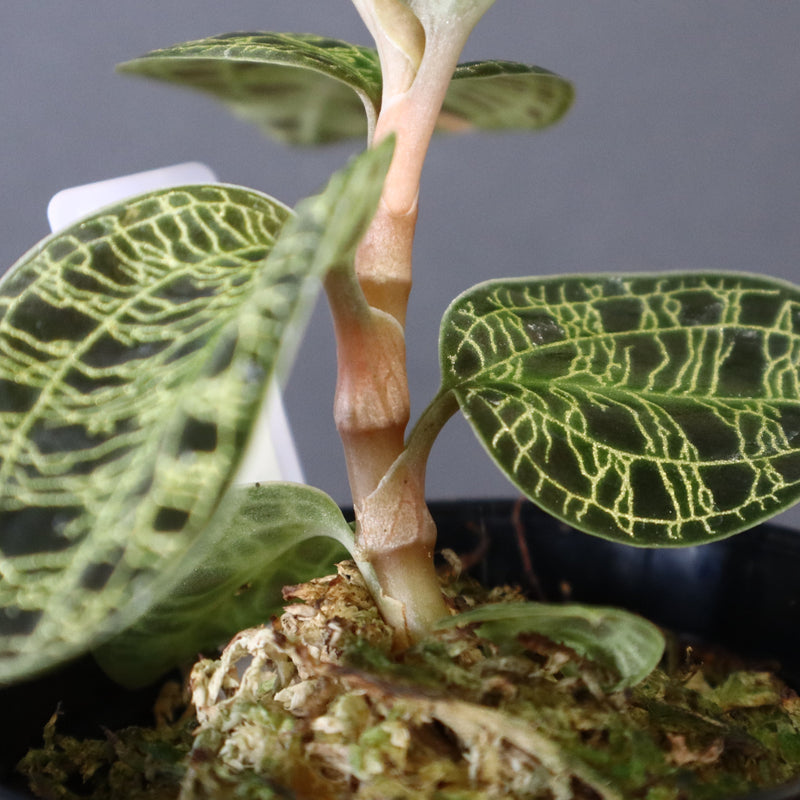 ジュエル・オーキッド 　EC1189