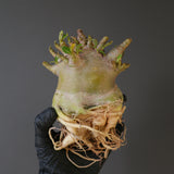 【ベアルート】A.ドワーフ EC2125