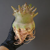 【ベアルート】A.ドワーフ EC2125