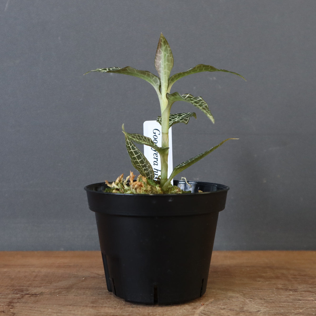 新商品 – 8ページ目 – TaiShoDo ONLINE SHOP