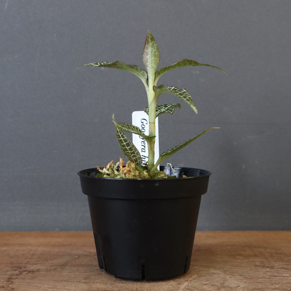 ジュエル・オーキッド 　EC1192