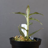 ジュエル・オーキッド 　EC1192