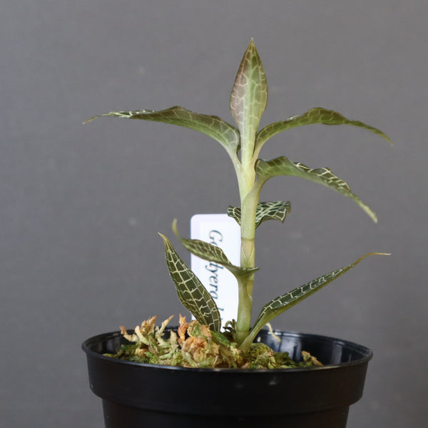 ジュエル・オーキッド 　EC1192