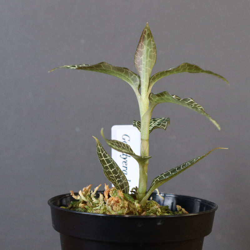 ジュエル・オーキッド 　EC1192