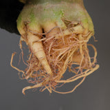 【ベアルート】A.ドワーフ EC2125