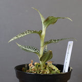 ジュエル・オーキッド 　EC1192