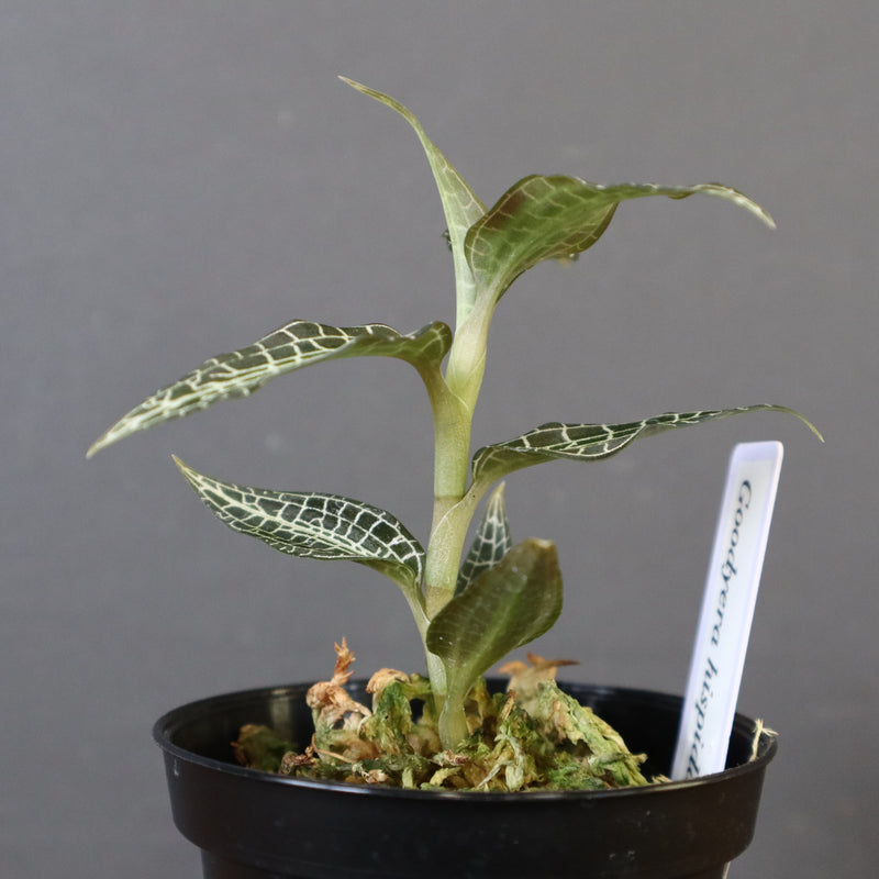 ジュエル・オーキッド 　EC1192