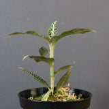 ジュエル・オーキッド 　EC1192