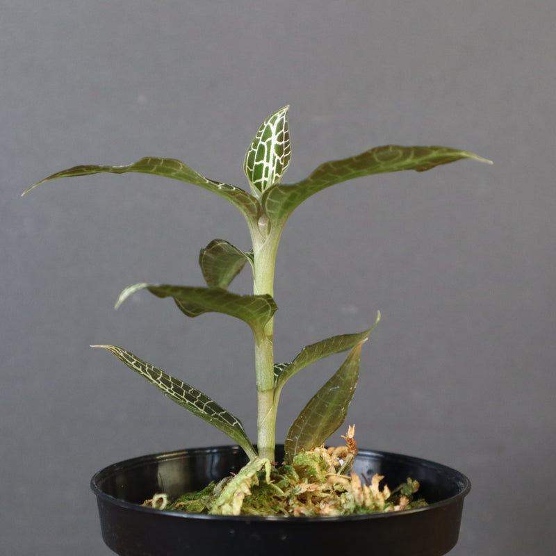 ジュエル・オーキッド 　EC1192