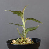 ジュエル・オーキッド 　EC1192