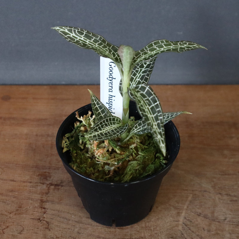 ジュエル・オーキッド 　EC1192