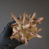 【ベアルート】A.ドワーフ EC2126