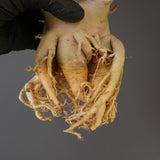 【ベアルート】A.ドワーフ EC2126