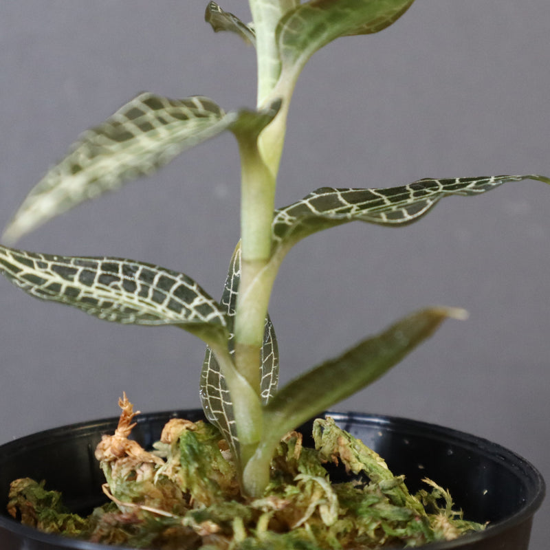 ジュエル・オーキッド 　EC1192