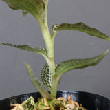 ジュエル・オーキッド 　EC1192