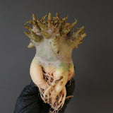 【ベアルート】A.ドワーフ EC2127