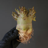 【ベアルート】A.ドワーフ EC2127