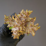 【ベアルート】A.ドワーフ EC2127