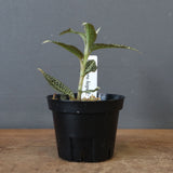 ジュエル・オーキッド 　EC1191