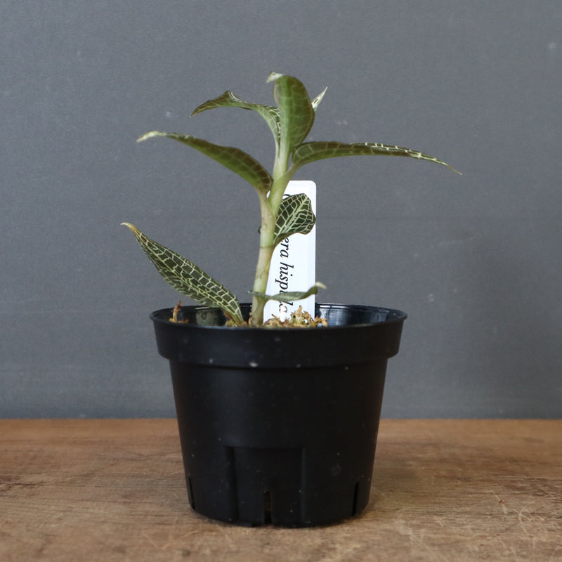 ジュエル・オーキッド 　EC1191