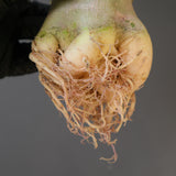 【ベアルート】A.ドワーフ EC2127