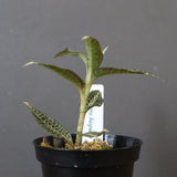 ジュエル・オーキッド 　EC1191