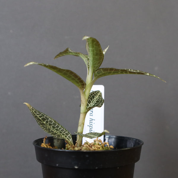 ジュエル・オーキッド 　EC1191