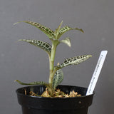 ジュエル・オーキッド 　EC1191