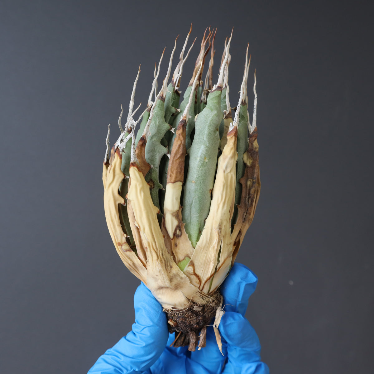 TaiShoDo ONLINE SHOP 塊根植物 多肉植物通販
