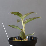 ジュエル・オーキッド 　EC1191