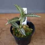 ジュエル・オーキッド 　EC1191