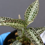 ジュエル・オーキッド 　EC1191