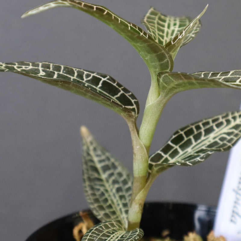 ジュエル・オーキッド 　EC1191