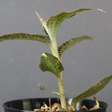 ジュエル・オーキッド 　EC1191