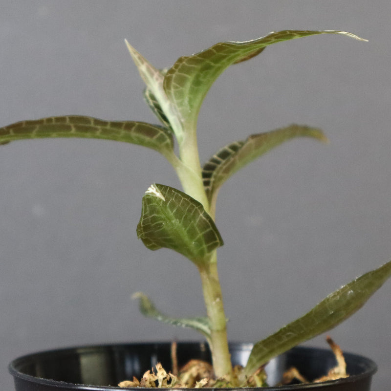 ジュエル・オーキッド 　EC1191