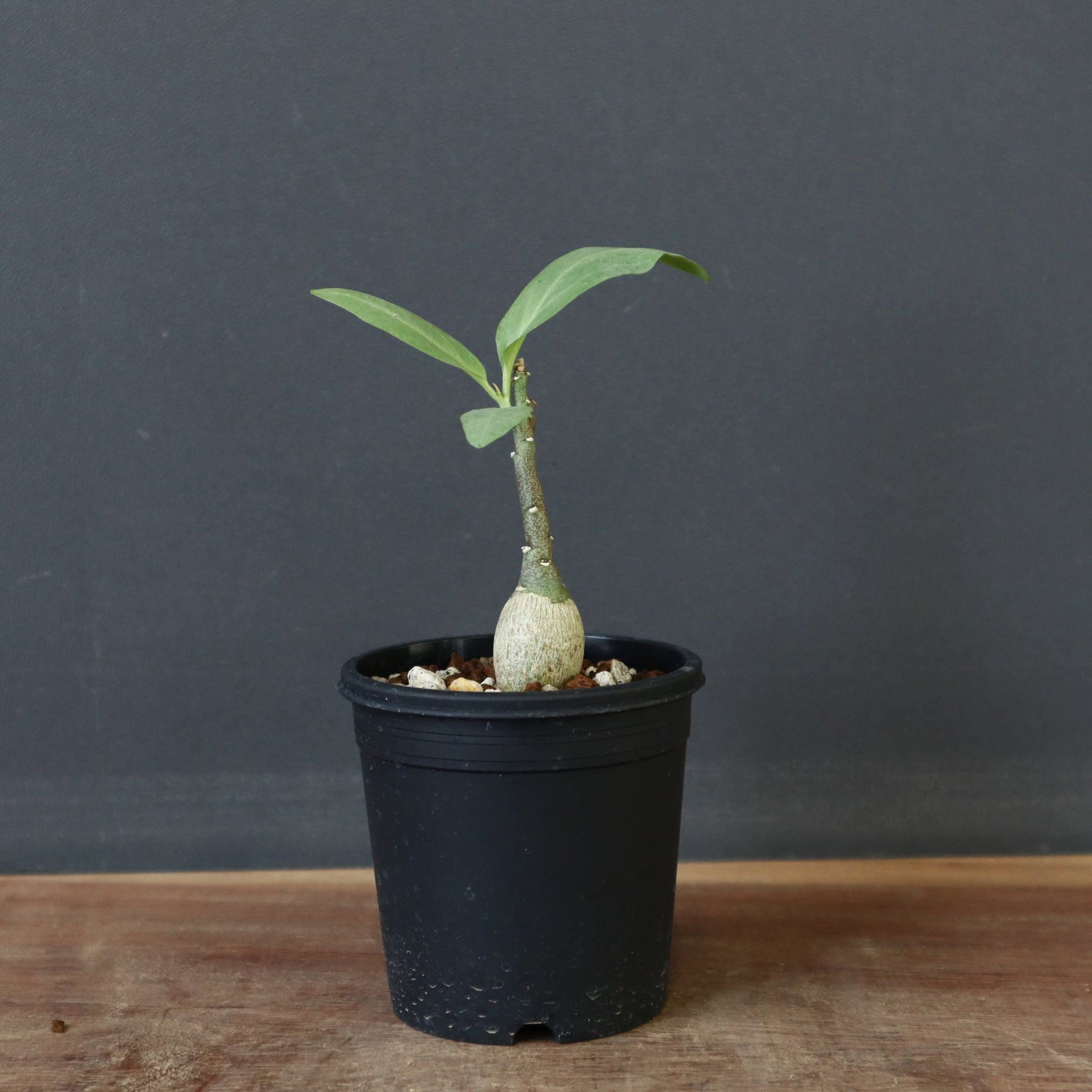 アデニア　ペチュエリー　幹太 アデニア ペチュエリー 幹太 unlys177 アデニア ペチュエリー