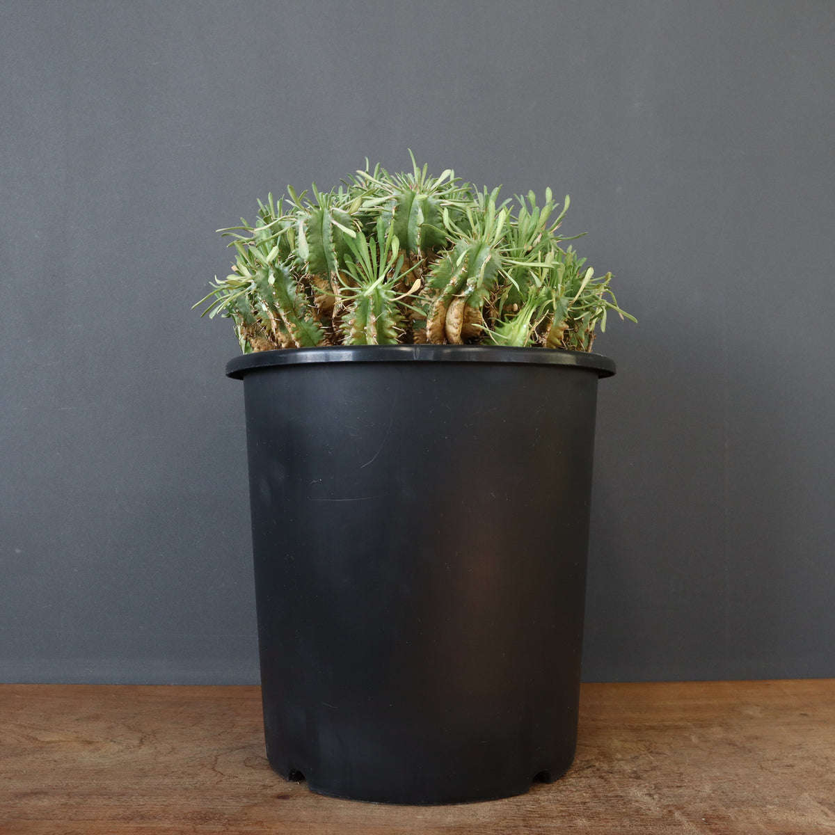 ユーフォルビア – TaiShoDo ONLINE SHOP