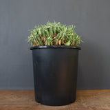 E.プルビナータ EC1193