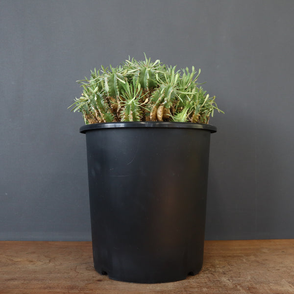 E.プルビナータ EC1193