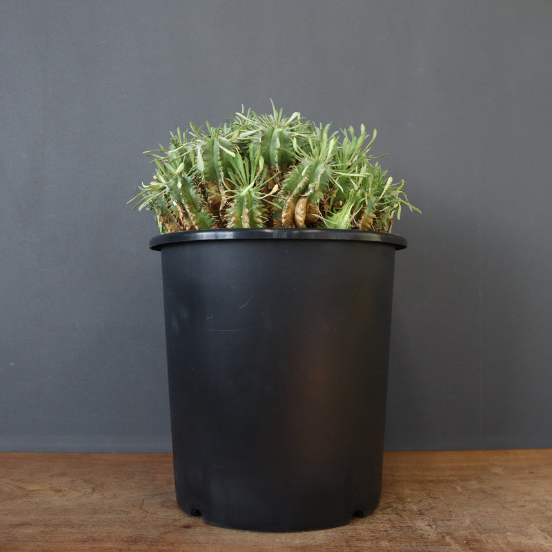 E.プルビナータ EC1193