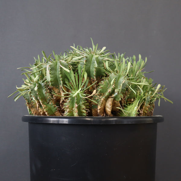 E.プルビナータ EC1193