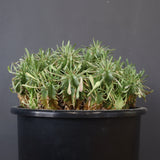 E.プルビナータ EC1193