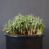 E.プルビナータ EC1193